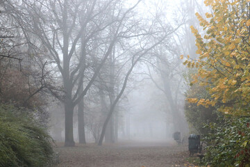 Foggy morning in the park on an autumn day.