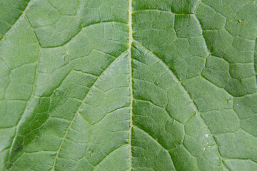 Nature macro background with green leaf. Macro photo of green leaf surface texture-natural background
