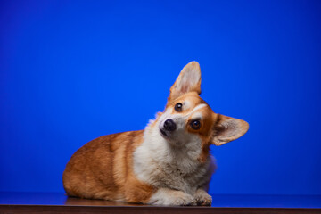 Funny studio portrait of a cute smiling corgi puppy isolated on a blue background. A new lovely family member, a little dog, is watching and waiting for the reward. The concept of pet and animal care.