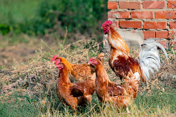 Close-up of red hens
 and a rooster walks around the village.