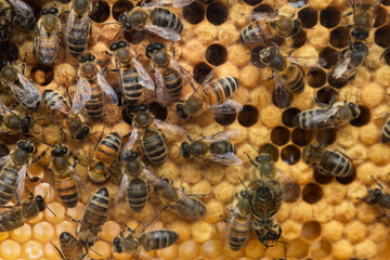 Large bees creating honey in hive / honeycomb