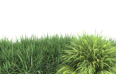 Grass on transparent background. 3d rendering - illustration