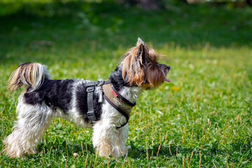 Funny Yorkshire terrier close-up on a background of grass.
