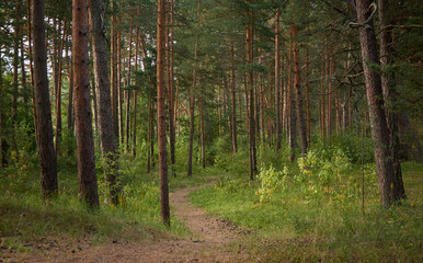 Obraz premium Pathway through the majestic evergreen forest. Mighty pine and spruce trees. Soft sunlight. Atmospheric landscape. Nature, seasons, environment, eco tourism