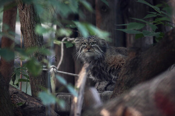 portrait of manul cat hiding in trees