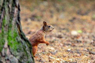 Funny squirrel in the autumn forest.