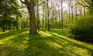 Fototapeta na wymiar Panoramic view of a green deciduous forest park on a sunny day. Mighty trees, plants, moss. Soft sunlight. Atmospheric landscape. Nature, environment, ecology, ecotourism, nordic walking, exploring