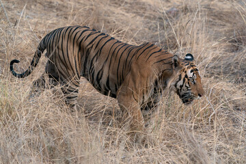 Fototapeta na wymiar Tiger, Bengal Tiger (Panthera tigris Tigris), walking in Bandhavgarh National Park in India 