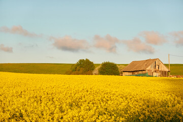Blooming rapeseed field at sunset. Old traditional wooden shed (log cabin). Summer day. Rural landscape. Agriculture, biotechnology, fuel, food industry, alternative energy, nature, farm, countryside