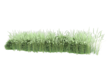 Grass on transparent background. 3d rendering - illustration