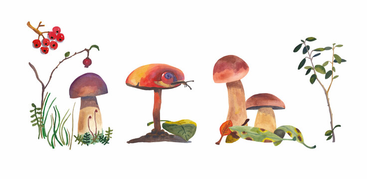 Watercolor illustrations of mushrooms, leaves, grass, berries and snail.