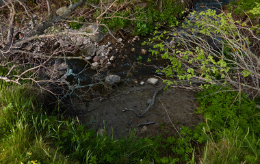 Naklejka na ściany i meble Overgrown forest river (stream). Trees, roots, branches, plants, grass, pebbles. Summer landscape. Baltic nature, ecology, ecosystems themes