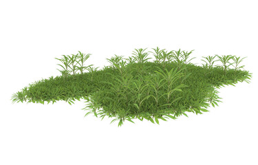 Grass on transparent background. 3d rendering - illustration