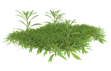 Grass on transparent background. 3d rendering - illustration