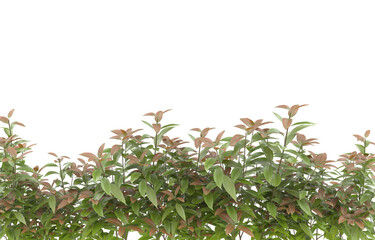 Grass on transparent background. 3d rendering - illustration