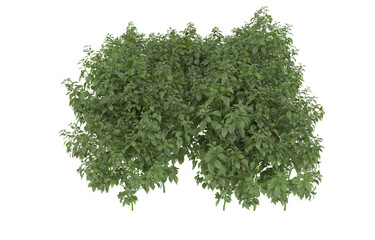Obraz premium Grass on transparent background. 3d rendering - illustration