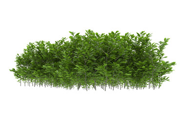 Fototapeta premium Grass on transparent background. 3d rendering - illustration