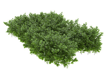 Fototapeta premium Grass on transparent background. 3d rendering - illustration
