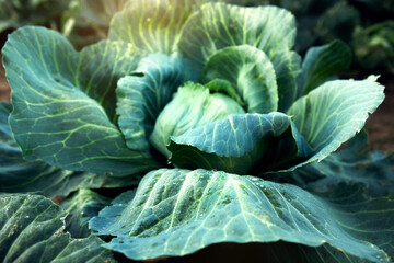 Obraz premium Fresh, white cabbage growing in a vegetable garden on a farm.