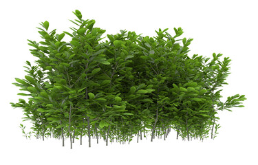 Grass on transparent background. 3d rendering - illustration
