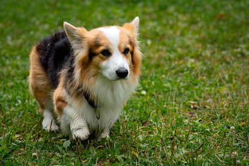 Corgi dog on a green field. Close-up