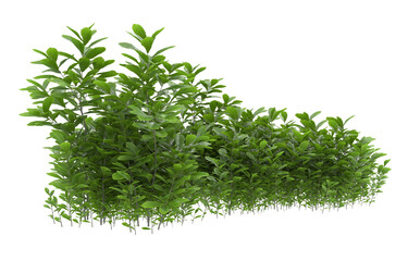 Grass on transparent background. 3d rendering - illustration