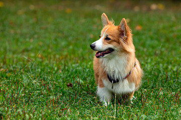 Corgi dog on a green field. Close-up