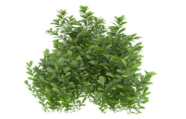 Grass on transparent background. 3d rendering - illustration