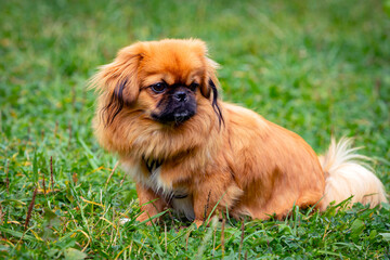 Young funny Pekingese on a green field.