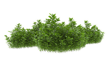 Grass on transparent background. 3d rendering - illustration