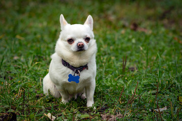 Funny small dog of the Chihuahua breed close-up on the background of a green field