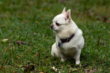 Funny small dog of the Chihuahua breed close-up on the background of a green field