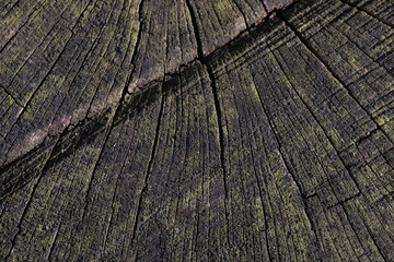 Dark wooden wood background. Wood texture. blank.