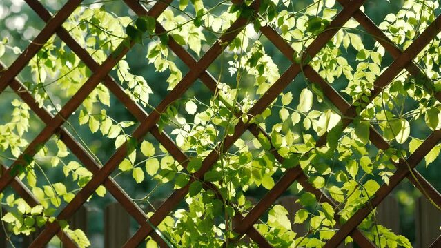 Ivy climbing plant on wooden decor grid against sunshine background. Greenery and gardening concept.