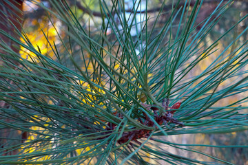 Large long green needles on pine or conifer needles.