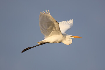 great egret flying over the shore at dawn