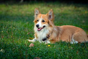 Corgi dog on a green field. Close-up