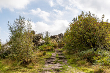 landscape with trees