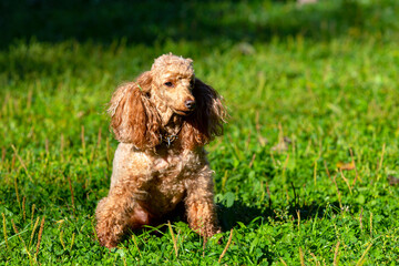 Small poodle close-up on a green field.