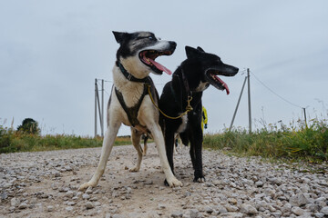 Two happy sled dogs in training. Couple of leaders. Beautiful white gray blue eyed Alaskan husky stands in harness in autumn and smiles with tongue sticking out and black dog with brown eyes next.