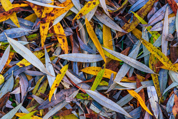 colorful willow leaves covered in morning dew during autumn background texture