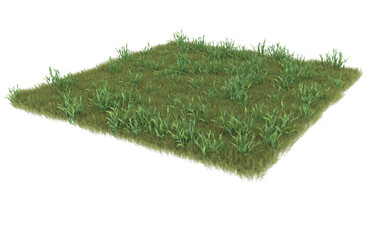 Grass on transparent background. 3d rendering - illustration