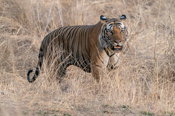  Tiger, Bengal Tiger (Panthera tigris Tigris), walking in Bandhavgarh National Park in India      
