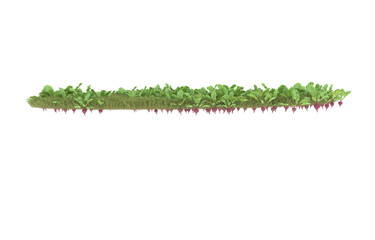 Grass on transparent background. 3d rendering - illustration