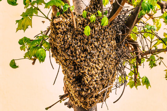 a huge wild bee nest on a tree