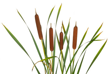 Few reeds and cattail dry plant isolated white background