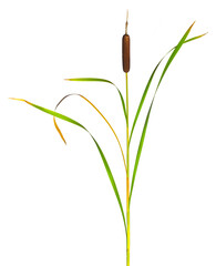 Reeds and cattail dry plant isolated white background