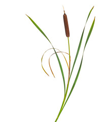 Reeds and cattail dry plant isolated white background
