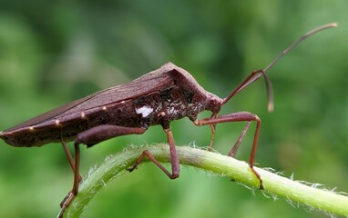 grasshopper on a leaf