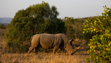 A white rhino bull with a horn in golden light
